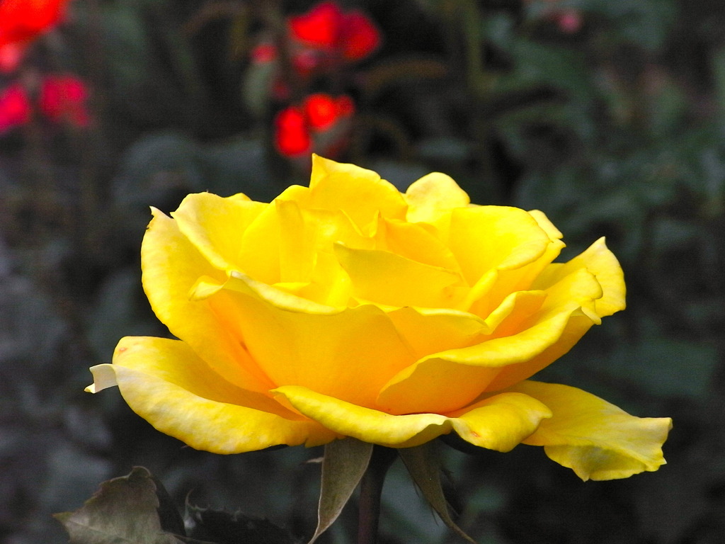 RIMG0061