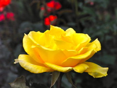 RIMG0061