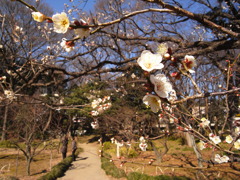 小石川後楽園の梅の開花情報