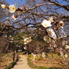 小石川後楽園の梅の開花情報