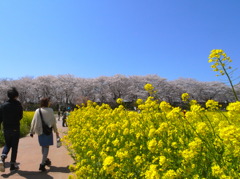幸手市のサクラ