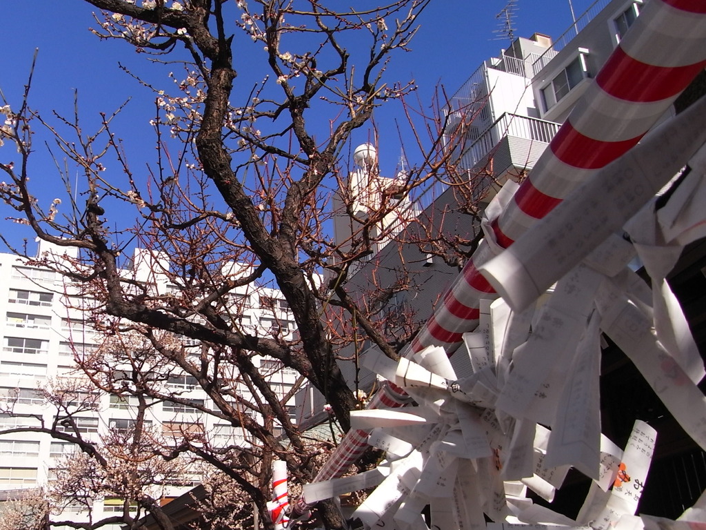 湯島天神の白梅