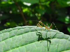 すきがあったら、かかってこんかい！