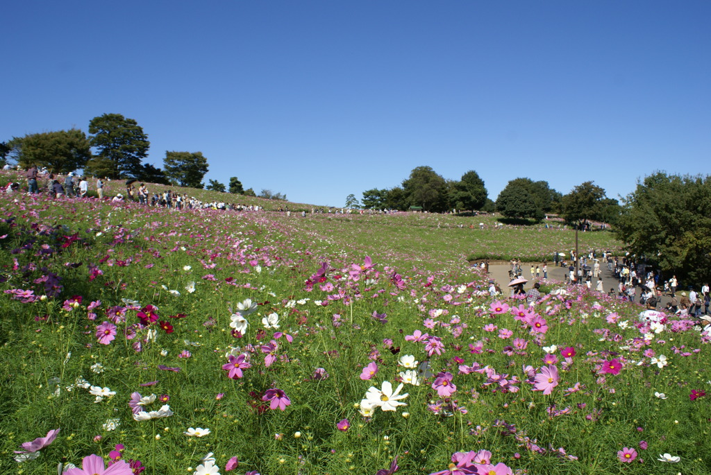 昭和記念公園のコスモス