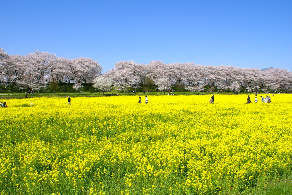 見渡す限り