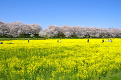 見渡す限り