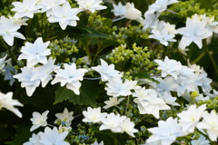 DSC07688