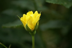 DSC07603