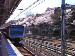 ホームからお花見