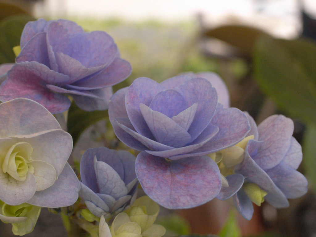 これも紫陽花