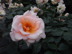 RIMG0025