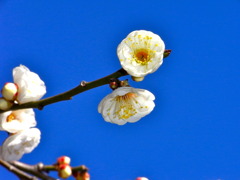 後楽園の白梅