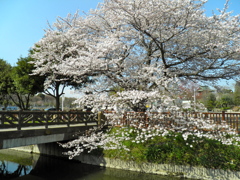 総持院の桜