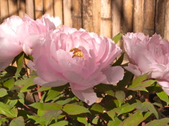 小石川植物園　入り口の