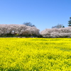 幸手市　権現堂堤