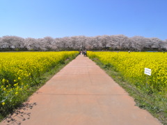 らき☆すた