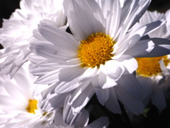 花びらの白い色は