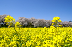 権現堂堤の桜と菜の花