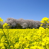 権現堂堤の桜と菜の花