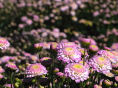 菊　その２