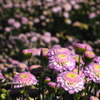 菊　その２