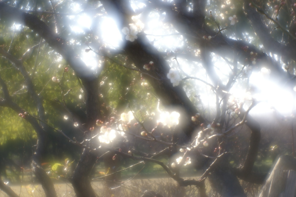 梅林公園