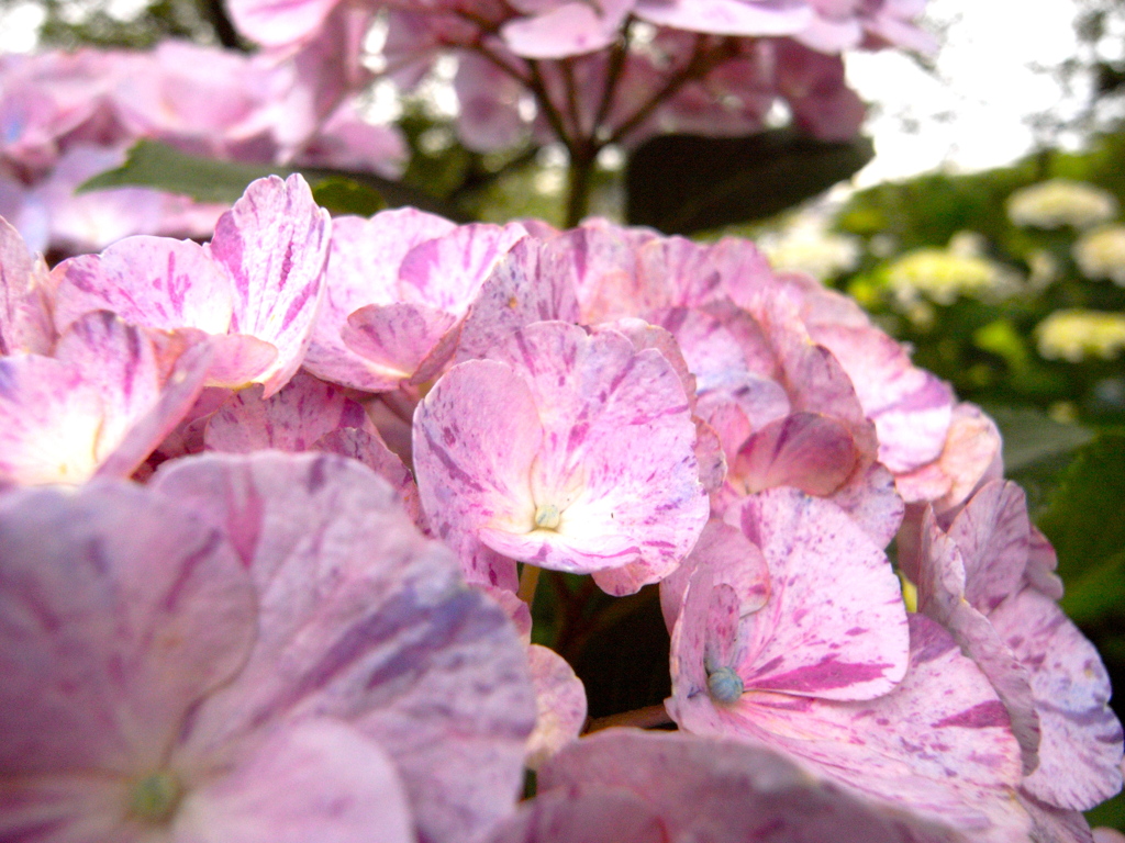 あれも紫陽花