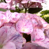 あれも紫陽花