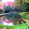雨の小石川後楽園