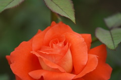 DSC07560