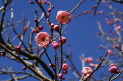 園芸植物園 その２