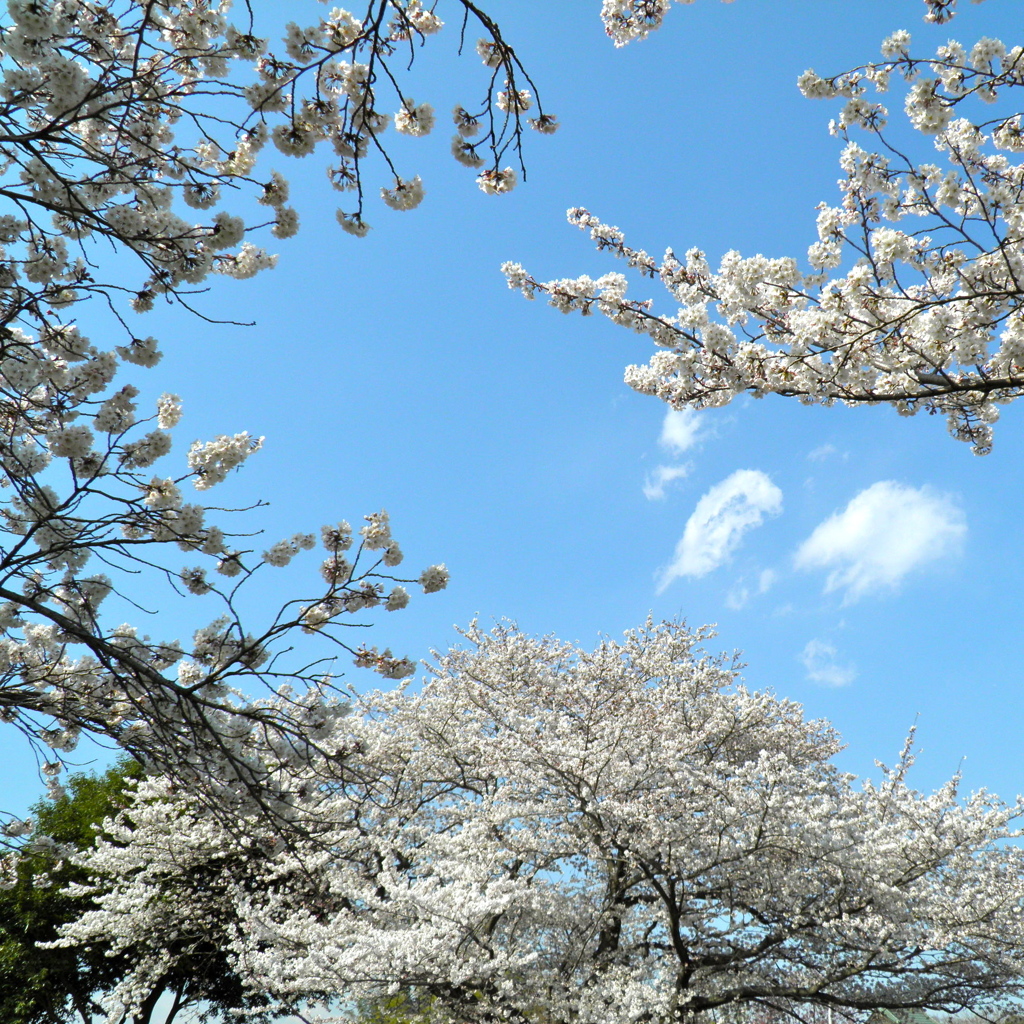 桜