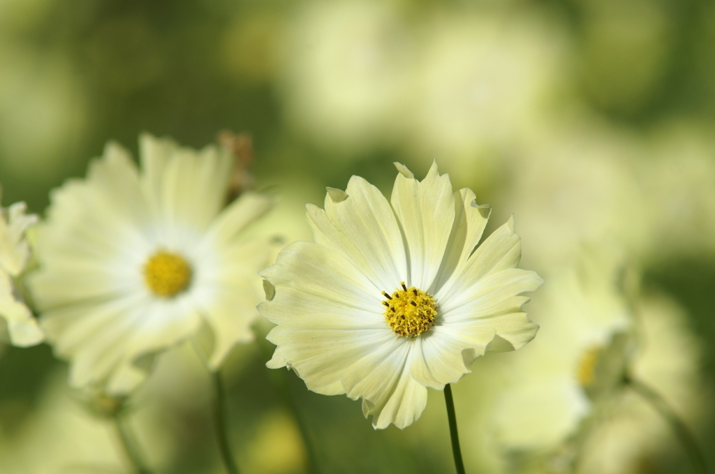 イエローキャンパス