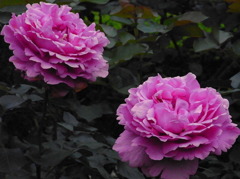 RIMG0038