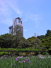 日本の首相が変わった直後の、小石川植物園