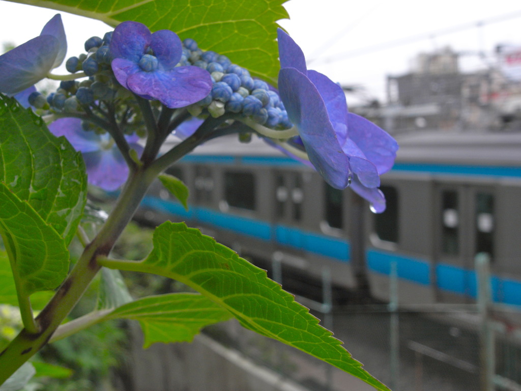 雨の西日暮里