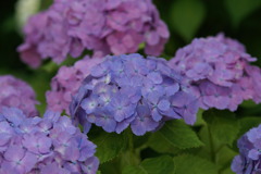 DSC08018