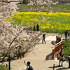 権現堂堤の花見