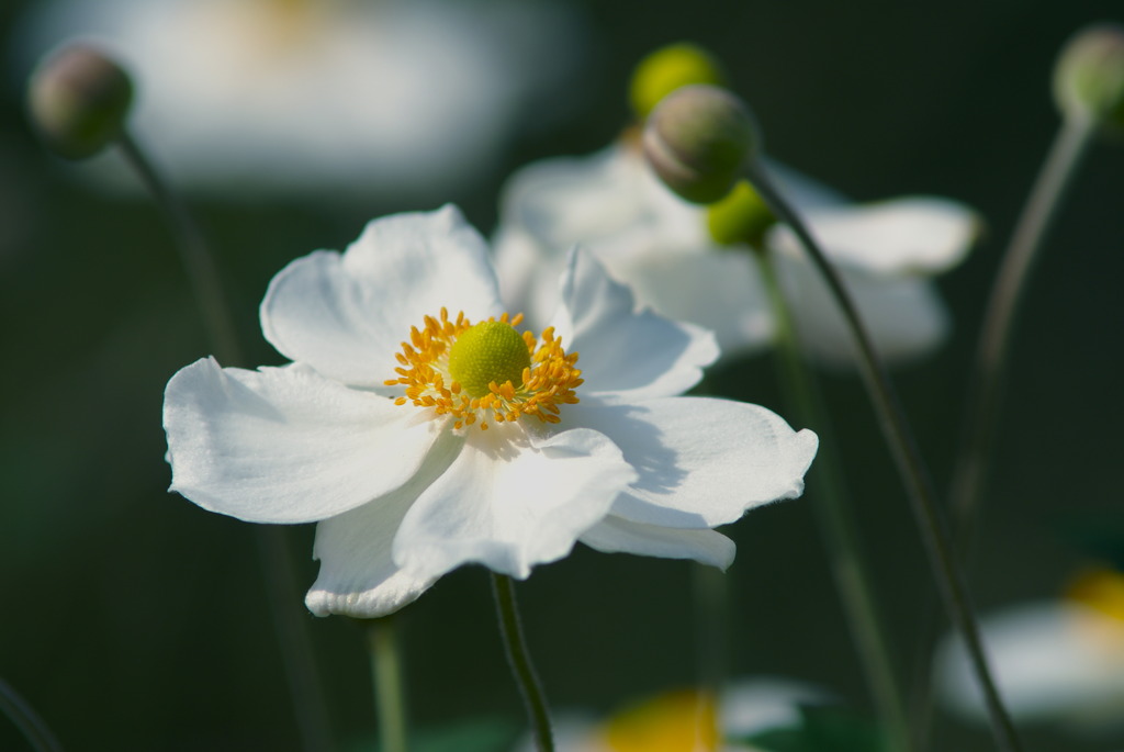 シュウメイギク