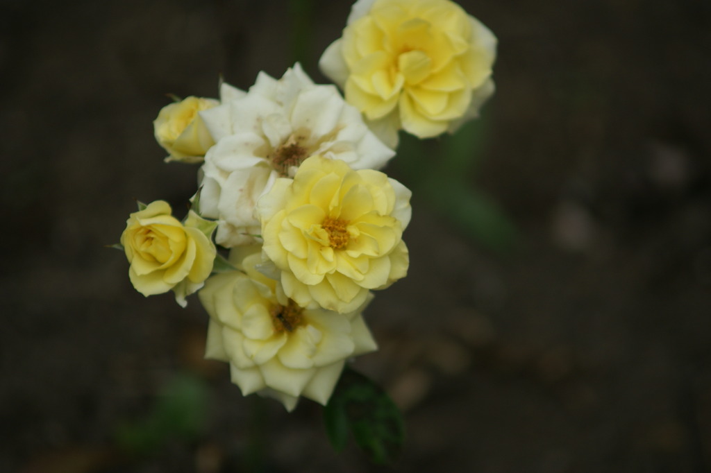 DSC07571