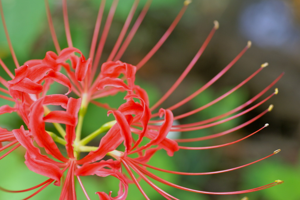 赤い花なら曼珠沙華