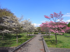 RIMG0007