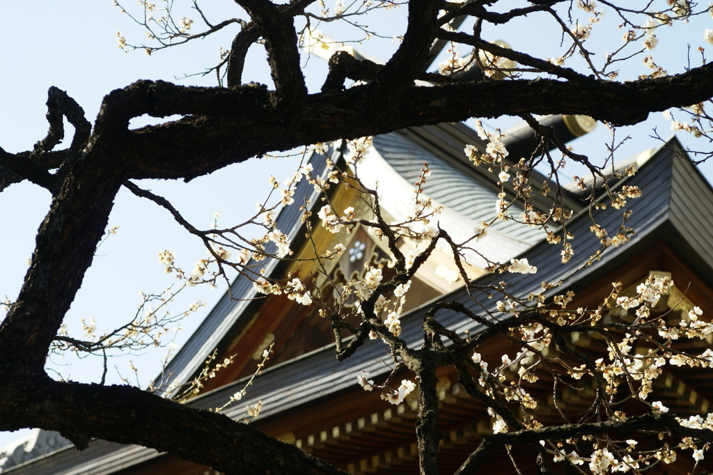 湯島天神の白梅　2