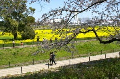 権現堂公園　桜まつり