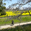 権現堂公園　桜まつり