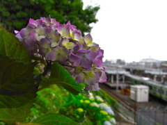西日暮里駅ホームから見える紫陽花