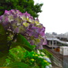 西日暮里駅ホームから見える紫陽花