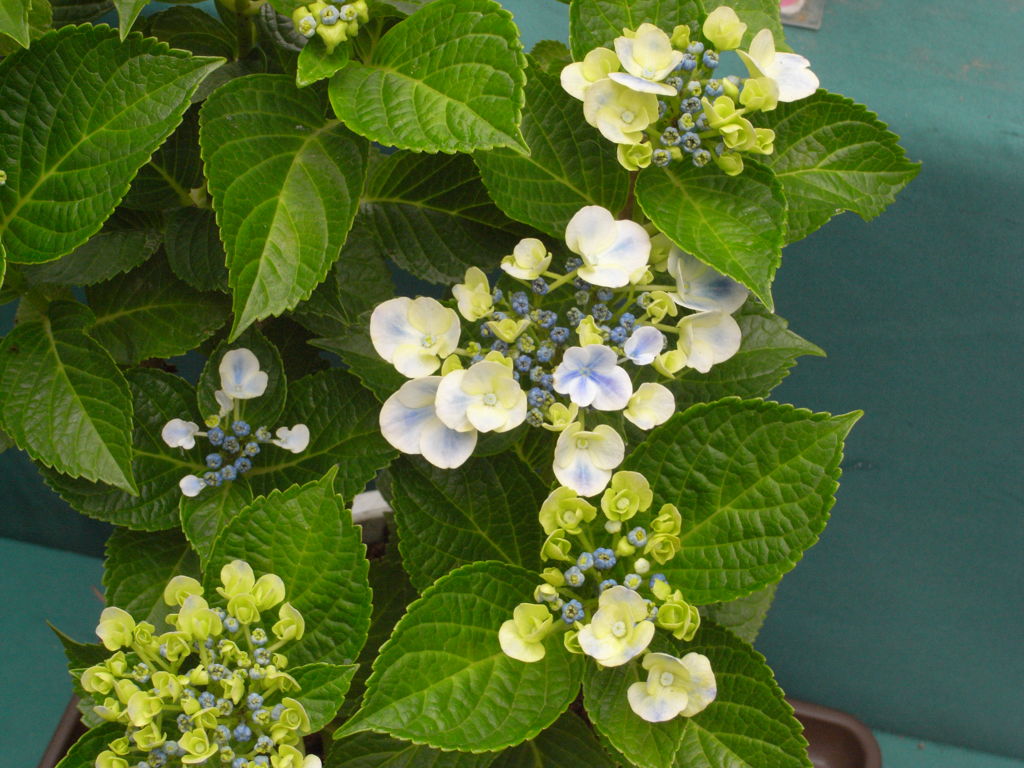 紫陽花初め