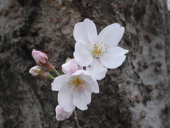 R0011613