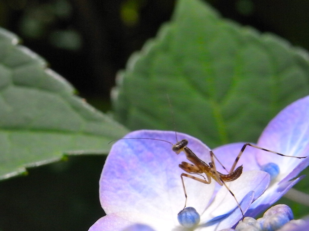 カマキリ界の本田